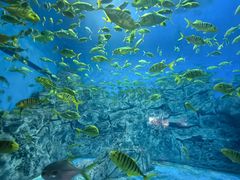 -芜湖新华联大白鲸海洋公园