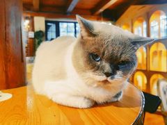 -猫小院猫主题餐厅(南锣旗舰店)