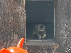 -青藏高原野生动物园