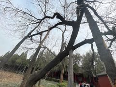 -洛阳白马寺