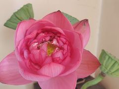 -红杏酒家·地道川菜(一品天下店)