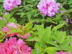 -莲花池公园