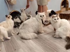 -BABIT巴比特宠物(MOMOPARK店)