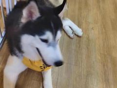 -Husky Go! 哈士奇体验馆·宠物咖啡厅狗咖