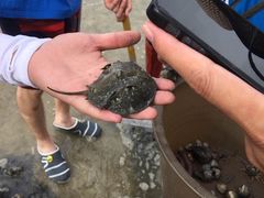 -红树林天天赶海