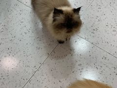 -喵园·猫主题咖啡厅·撸猫·猫咖(国贸店)