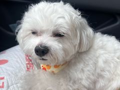 -FAELING PETS美天灵宠物(富力广场店)
