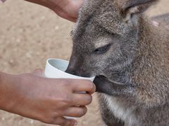 -费瑟代尔野生动物园