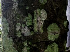 -海南铜鼓岭景区