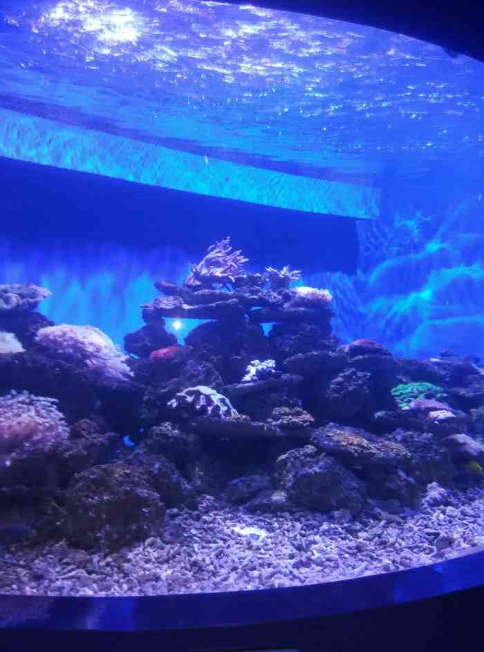 大连圣亚珊瑚世界-"看过北京海洋馆的,北戴河的,hk的,但是.