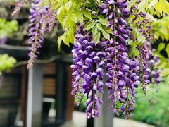 -贵州省植物园