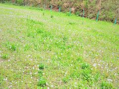 -牛背梁国家森林公园