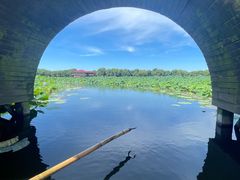 -荷塘月色湿地公园·向阳花洲