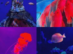 -海合安武汉极地海洋公园