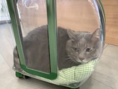 -小伙伴宠物医院•急重症转诊中心·老年专科·犬猫全科(北大街总院)