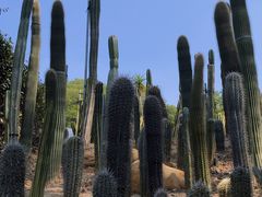 -深圳仙湖植物园