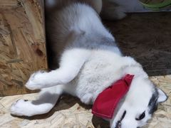 -Husky Go! 哈士奇体验馆·宠物咖啡厅狗咖