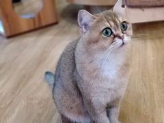 -滚猫咖啡·猫咖·猫友好撸猫(未来城店)
