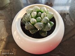 -花鸟鱼虫鲜花绿植市场(玉泉路店)