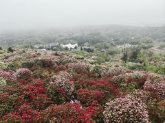 -贵州百里杜鹃风景名胜区
