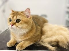 -comecome来吧宠物(奥克斯中心店)