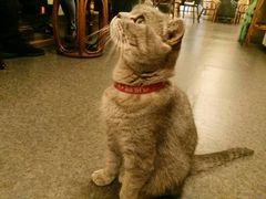 -猫色咖啡·猫咖