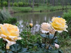 -合肥滨湖国家森林公园