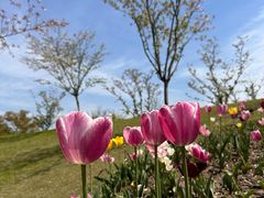 -花开海上生态园