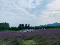 -北京东方普罗旺斯薰衣草庄园
