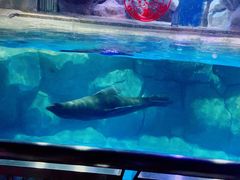 -芜湖新华联大白鲸海洋公园