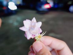 -杨合林啊兰烤鱼