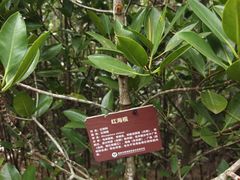 -东寨港红树林旅游区