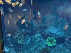 -迪拜水族馆及水下动物园