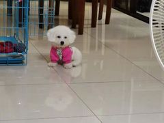 -翊宠yipet猫狗购宠庄园犬舍•猫舍