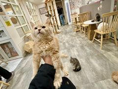 -楼上猫咖(罗湖店)