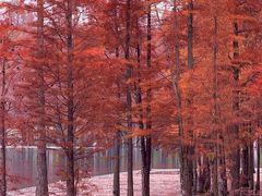-白鹭湾湿地公园