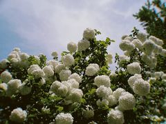 -郫都区农科村景区