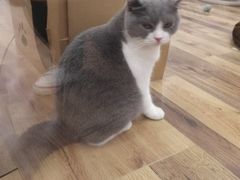 -袖虎·猫馆(体育西路店)