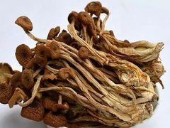 茶树菇-三石手撕老母鸡锅中锅(香君路店)