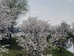 -羊山湖公园