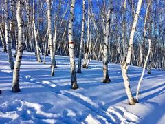 -乌兰布统景区-白桦林