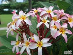 花园里鲜花盛开-三亚亚龙湾天域度假酒店