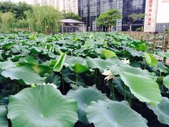 梦清园-苏州河梦清园环保主题公园