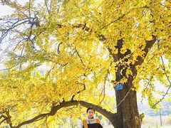 -千年银杏谷文化旅游区