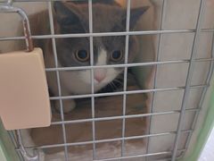 -心仪动物医院·牙专科·肿瘤·心脏科(西客站院)