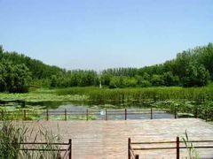 -合肥滨湖国家森林公园