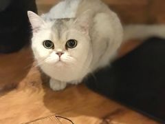 -猫小院猫主题餐厅(三里屯店)