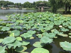 -荷塘月色湿地公园·向阳花洲