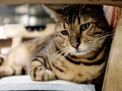 -more than meow吴止猫主题餐厅(承德 中船汇店)