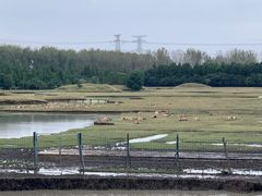 -溱湖国家湿地公园